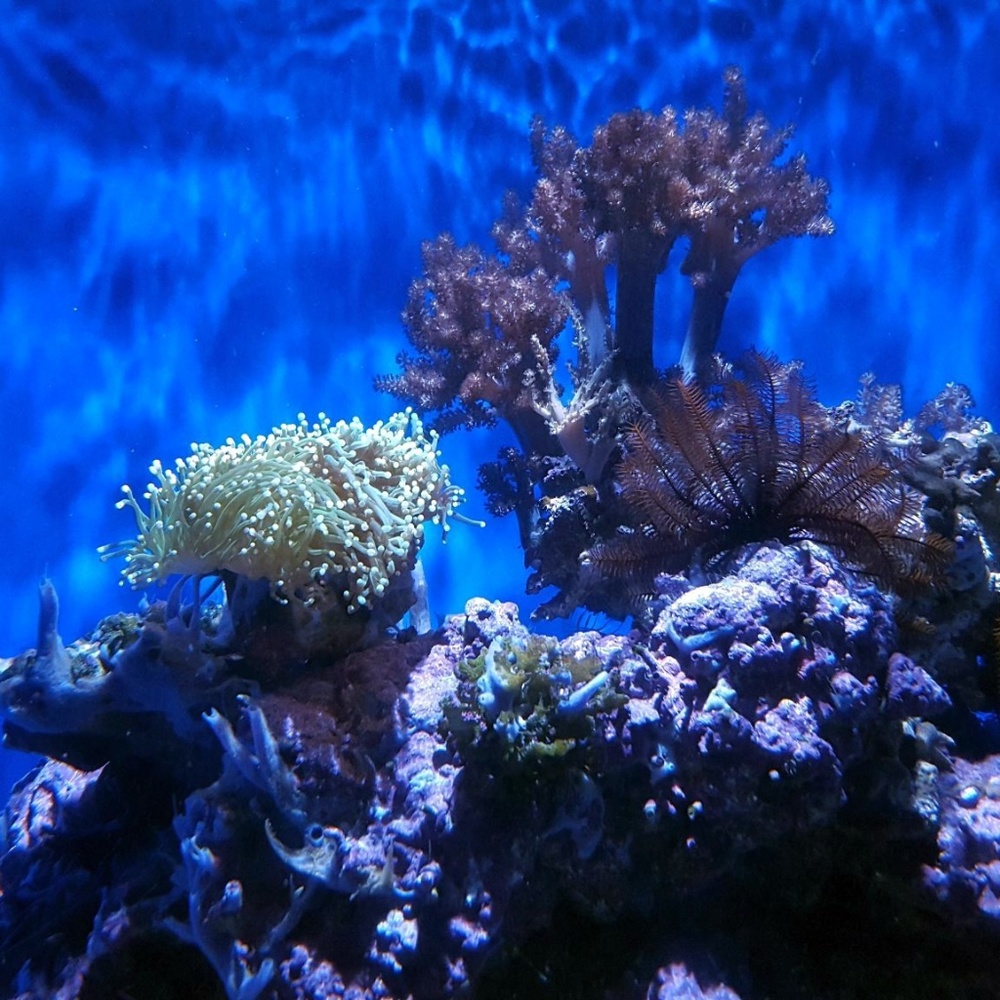 Underwater Blues ~ 8" X 10" Photography